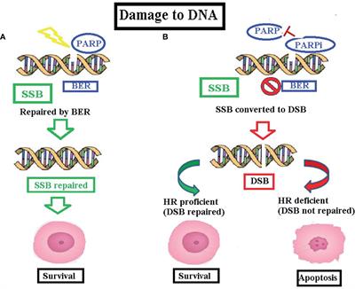 Emerging Role of <mark class="highlighted">PARP Inhibitors</mark> in Metastatic Triple Negative Breast Cancer. Current Scenario and Future Perspectives